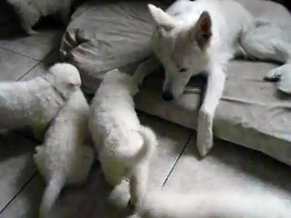 chiots nicky x peter