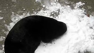 Sea Otter digs through snow pile-wPcd4JSHj5Q