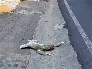 Fun with Pets