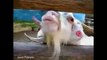 Funny Goats Videos - CRAZY Goats Screaming like Humans 2015 [NEW]