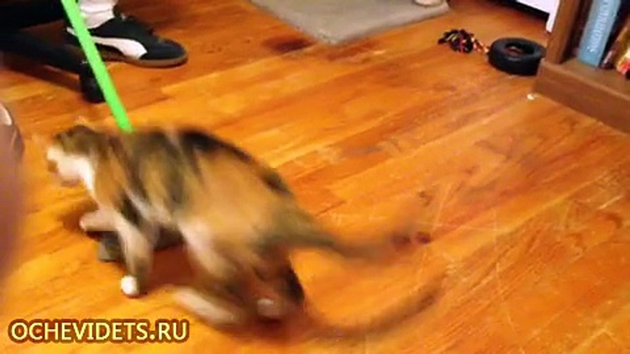 Кошка-поломойка