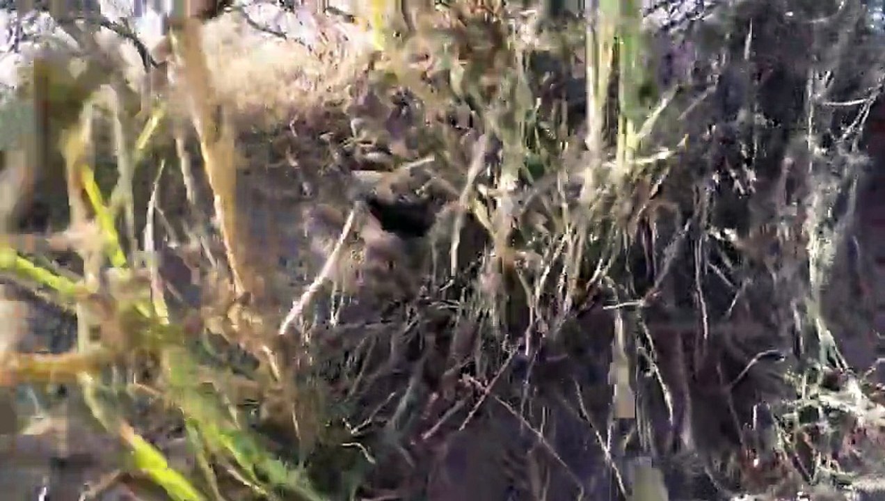 Une Go Pro tombe dans un nid de serpents à sonnette !