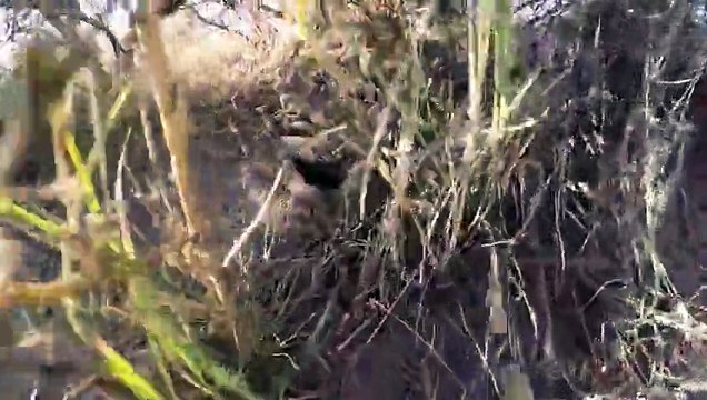 Une Go Pro tombe dans un nid de serpents à sonnette !