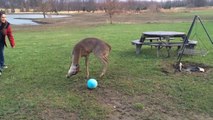 Un bébé cerf veut jouer avec une balle