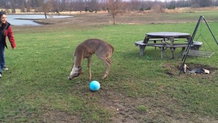 Download Video: Un bébé cerf veut jouer avec une balle