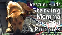 Amazing Discovery Rescuer Finds Starving Momma Dog and Her Puppies In Quarry