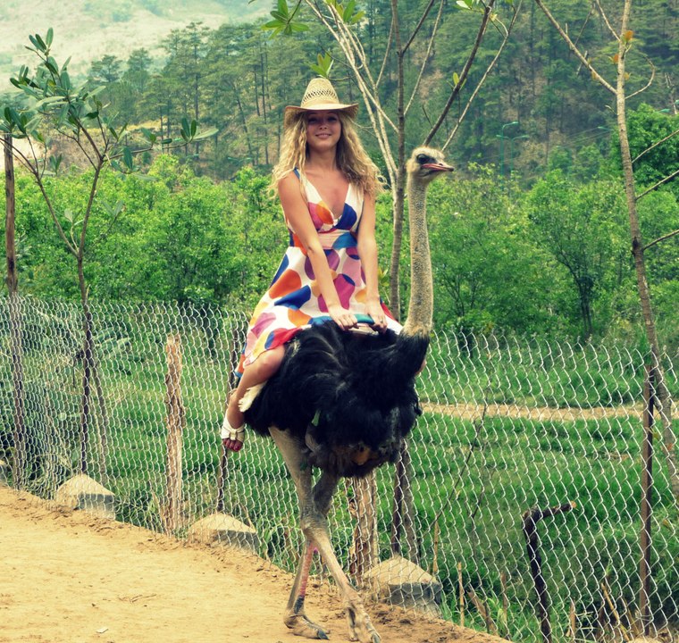 Amazing Fast ostrich