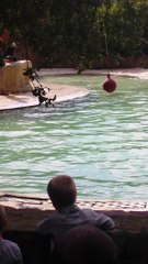 Seals Amazing Spectacle Part2