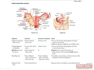Reproductive Anatomy