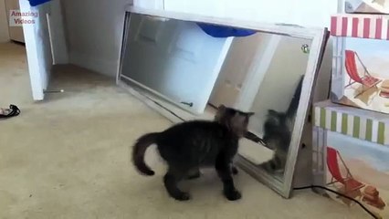 في عالم مواز. رد فعل الكلاب والقطط مضحك في انعكاس لها في المرآة