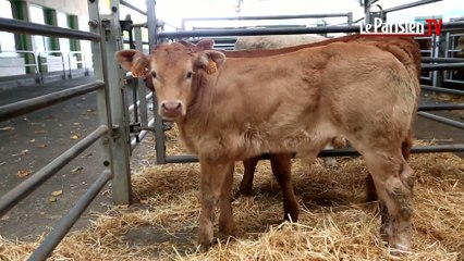 A Cholet, le marché des bœufs est en crise