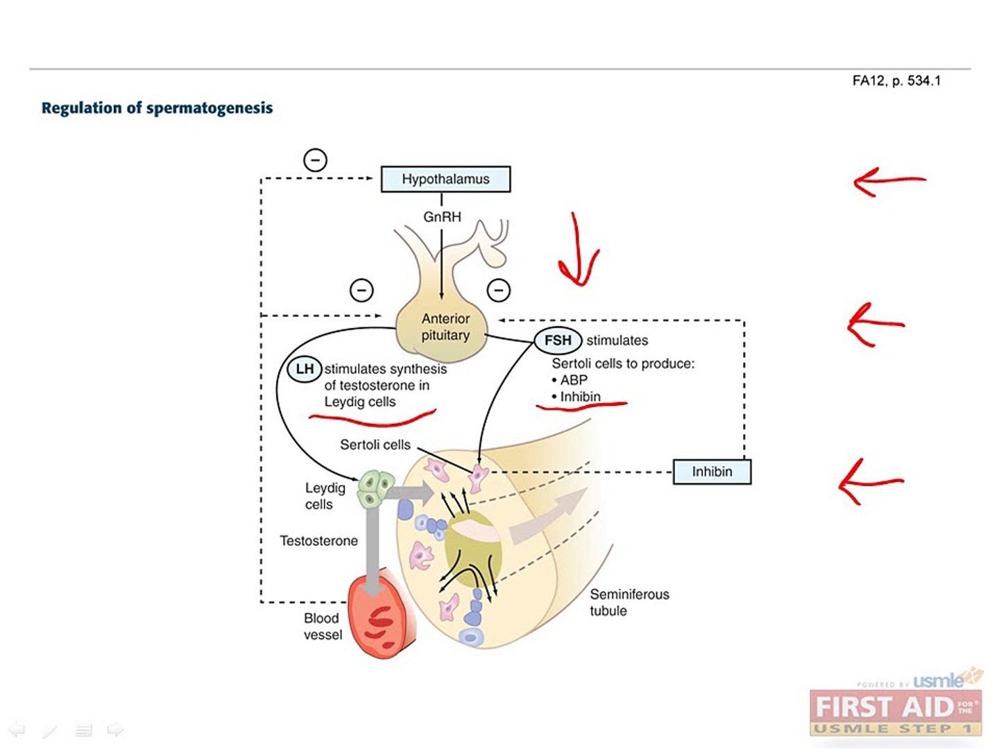 ⁣Reproductive Physiology Part 1