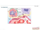 Respiratory Anatomy