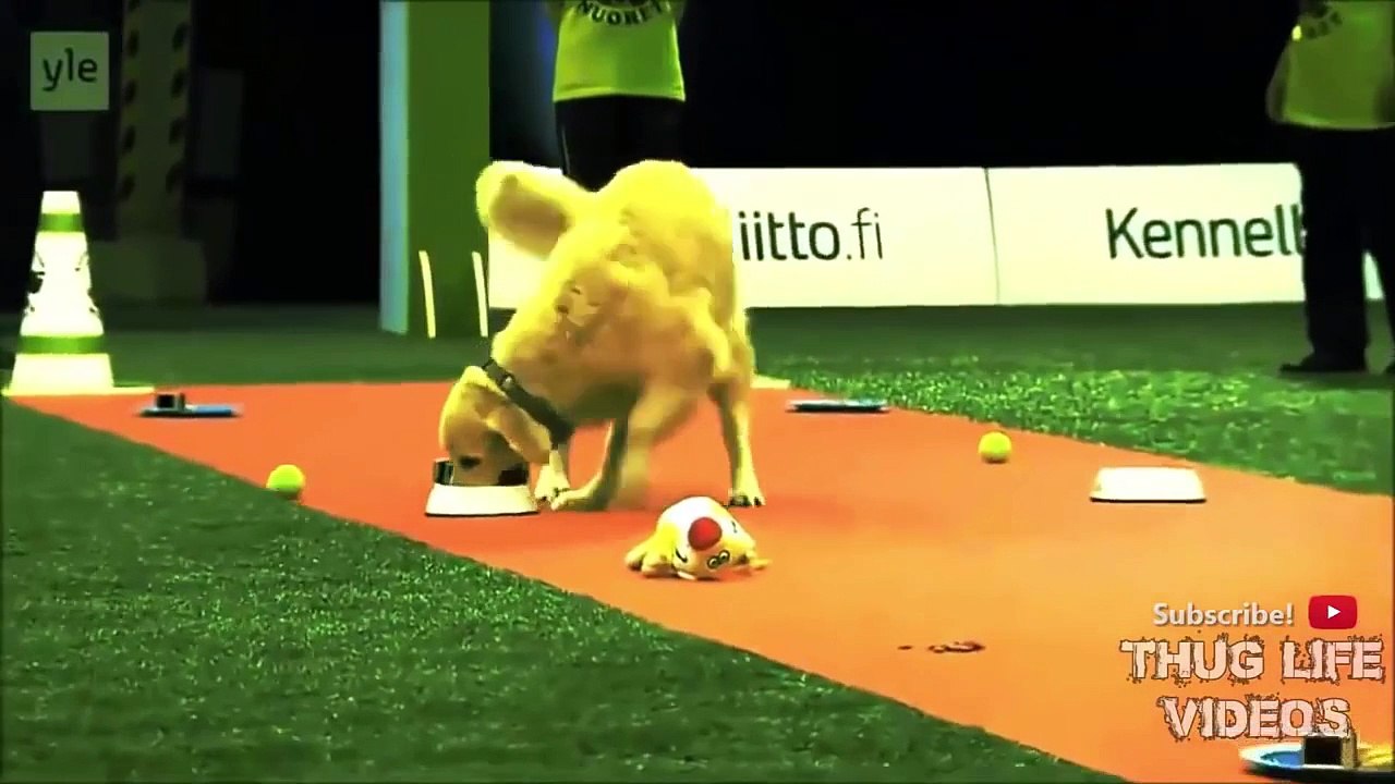 Thug Life - Animals thug life compilation Episode 15 | Funny videos 2015