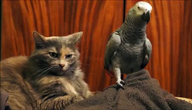 Parrot annoys cat