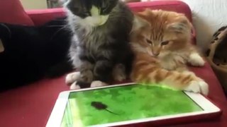 Funny Videos - Funny Baby - laugh like crazy - Funny cats