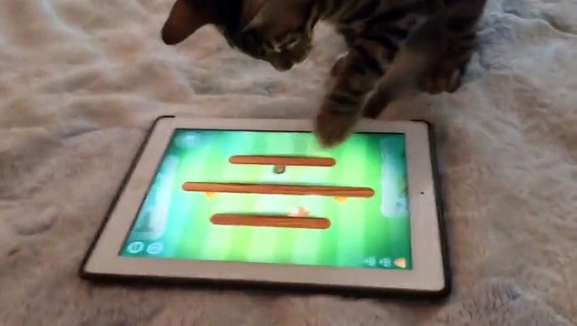 Бенгальский котенок. Бенгальская кошка. Играет с айпадом.