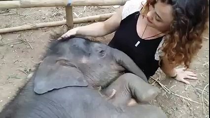 So Adorable! Woman Hums Lullaby To Help Baby Elephant Fall Asleep