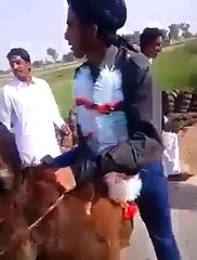 Pakistani gloom meet to bridel on dankey mehandi dance bangera dance baret