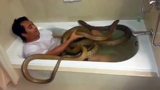 Man In Bathtub With Cobra Snakes