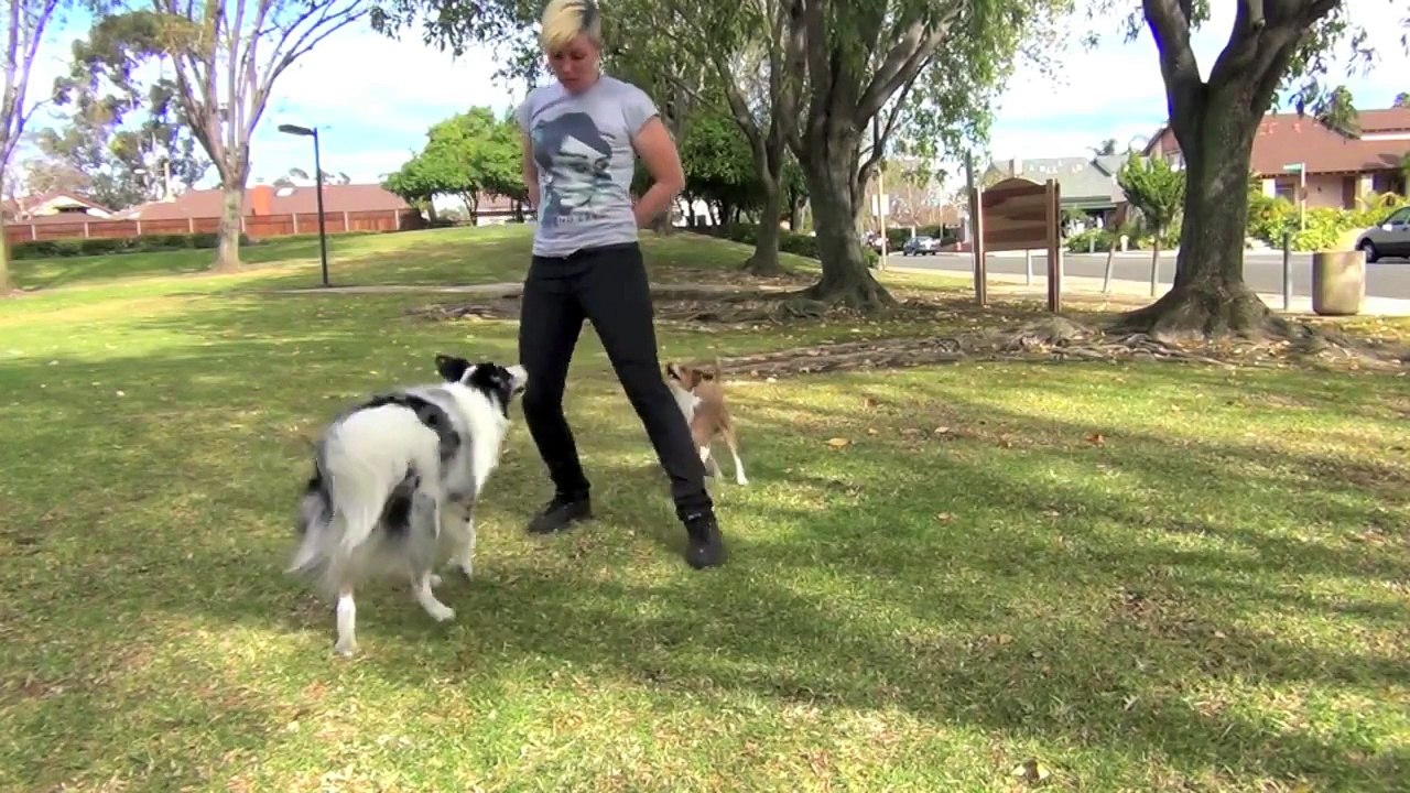 Ces trois chiens ressemblent peut-être à des chiens ordinaires, mais ce qu'ils font est tout simplement incroyable
