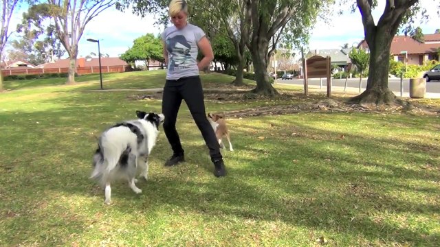 Ces trois chiens ressemblent peut-être à des chiens ordinaires, mais ce qu'ils font est tout simplement incroyable