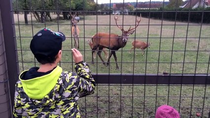 Deer Doe and Moufflon. Hunting. Jelen s laní a muflon.