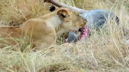 Animal Attack lions eating a wild bufflo wild NEW@croos