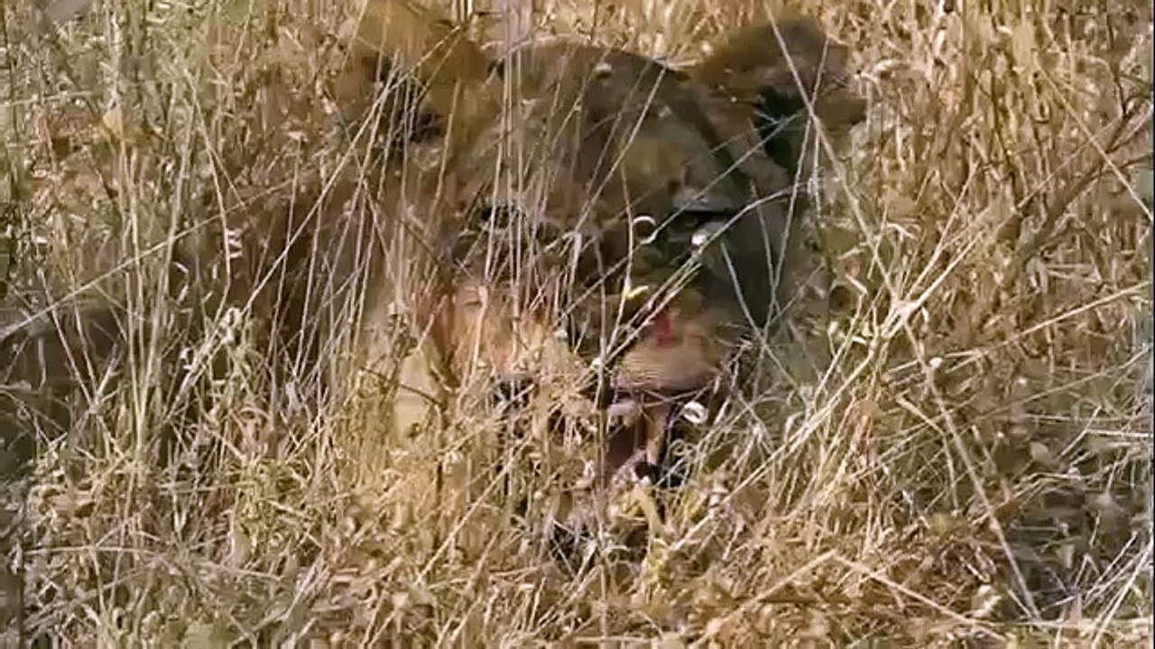 Animal attack lions Two new cubs, pregnant liones wild NEW@croos