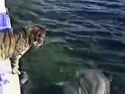 Котик играет с дельфином