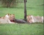 Animal Attack The Lions vs  Hyenas Huge    Young Hyenas Lions wild NEW@croos