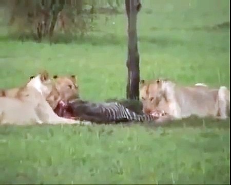 Animal Attack The Lions vs Hyenas Huge Young Hyenas Lions wild NEW@croos