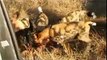 Animal attack wild dog hunting dogs fight 2 wild NEW@croos
