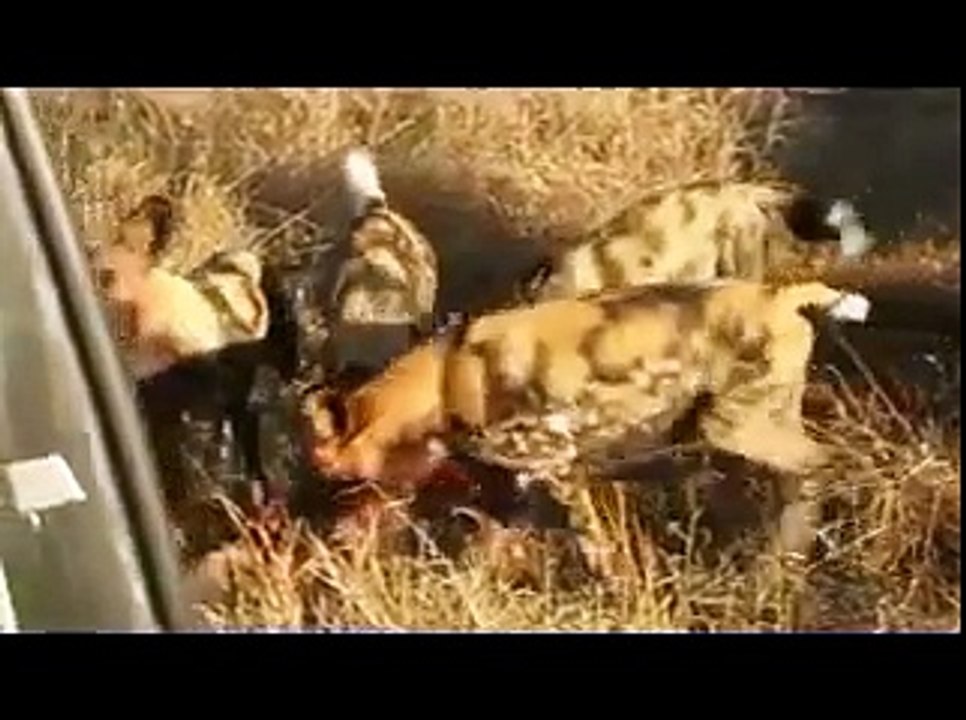 Animal attack wild dog hunting dogs fight 2 wild NEW@croos
