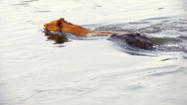 Timsah Aslanı Boğmaya Çalıştı