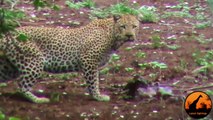 Leopard takes out Impala Lamb right after his Birth!!