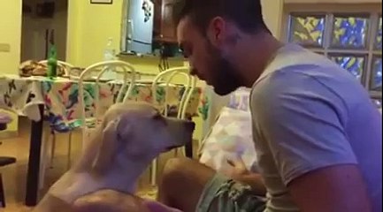 Pas koji se tako jako trudi da se izvini