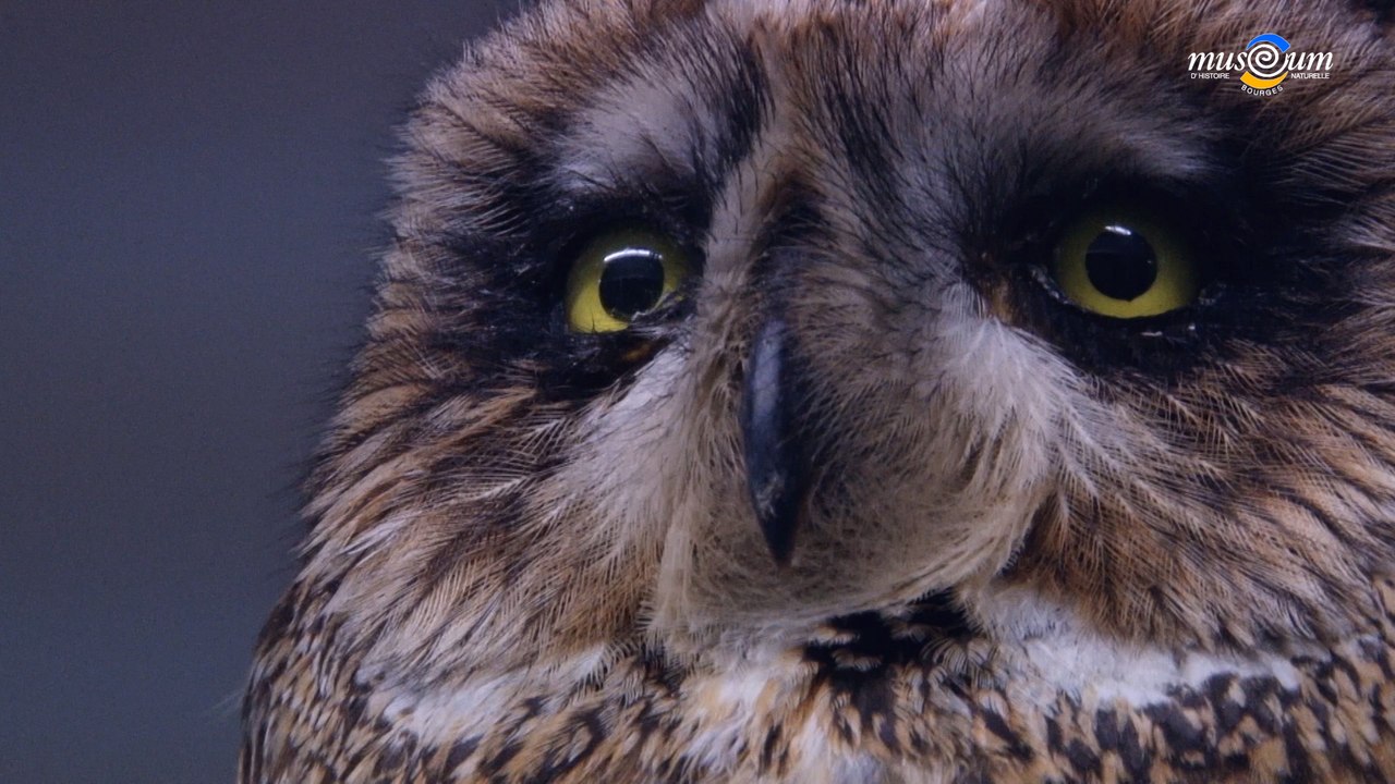 Les Coulisses du Muséum d'Histoire Naturelle