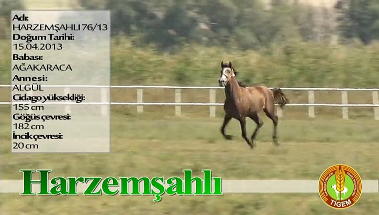 HARZEMŞAHLI