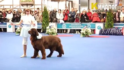La folla non si aspettava questo quando è salita sul palco con il suo cane!