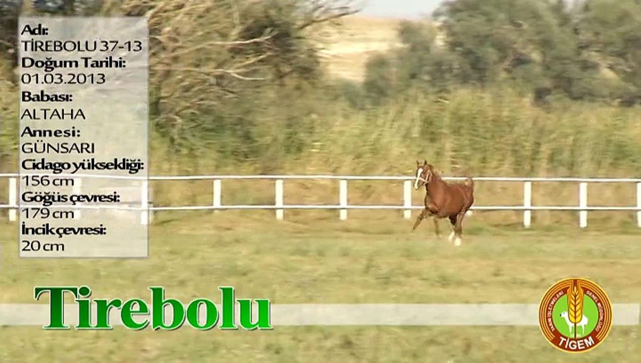 TİREBOLU
