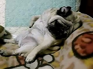 Que Relajado Esta Este Perro! ★ Perros Locos Humor Divertidos Chistosos risa