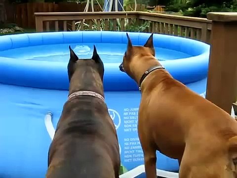 ★ ESTOS PERROS LE LADRAN.AL FLOTADOR! - Perros Locos Humor Divertidos Chistosos risa