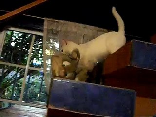 ★ GATO JUGANDO CON BUGS BUNNY ★ VIDEO DE GATOS DIVERTIDOS - GATOS GRACIOSOS