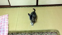 ★ Gato Loco Se Ataca A Si Mismo! ★ humor gatos - video divertido gatos - gatos chistosos