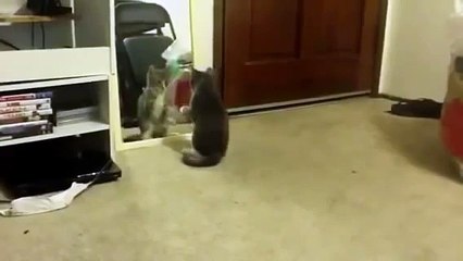 ★ GATO PELEA CONTRA EL MISMO JAJA ★ humor gatos - video divertido gatos chistosos