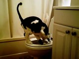 ★ Gato Que Sabe Usar Los Baños ★ Los Mejores videos gatos ★ Humor Gatos Chistosos Divertidos