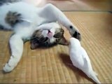 ★ Pajaro Despierta A Su Mejor Amigo El Gato! ★ humor gatos - video divertido gatos chistosos