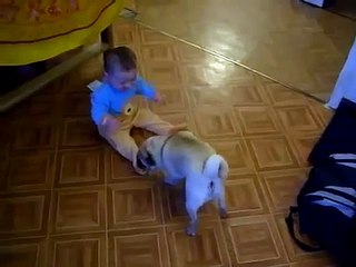 ★ PERRO ARRASTRA A BEBE HASTA SU CASITA - Perros Locos Humor Divertidos Chistosos risa