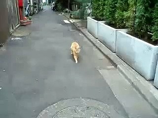 Que Querra Decirme El Gato ★ humor gatos - video divertido gatos chistosos risa gato